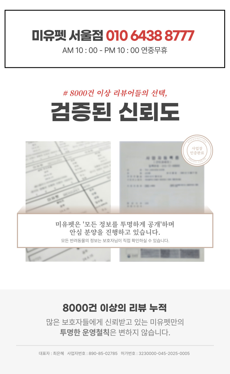 브리티쉬숏헤어_상세이미지_3