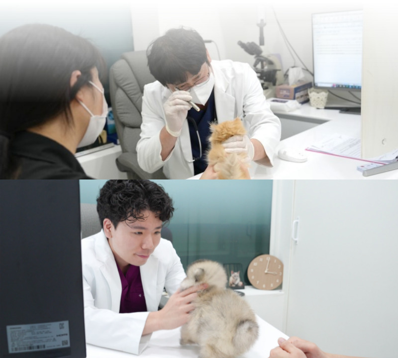 브리티쉬숏헤어_상세이미지_9