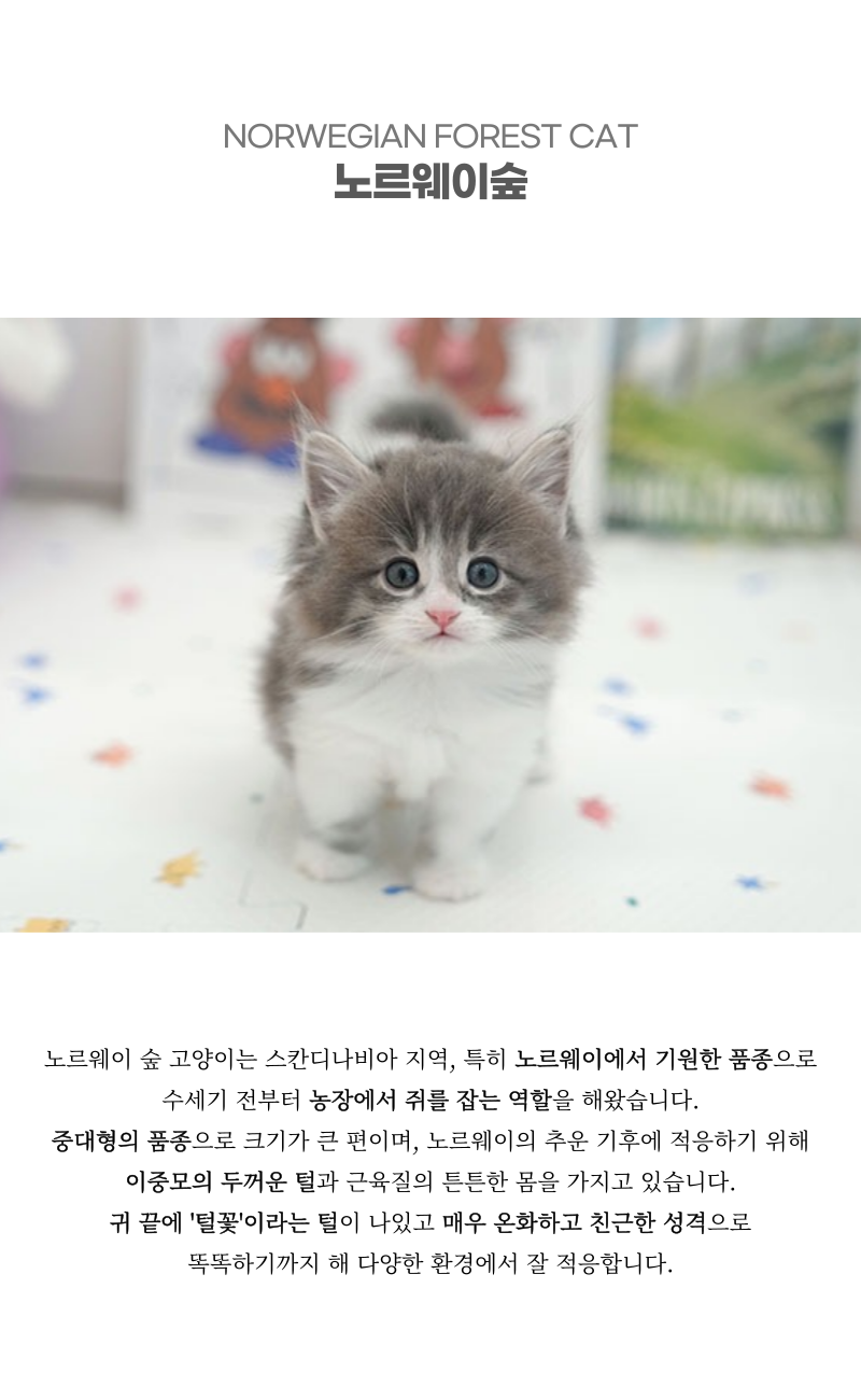 노르웨이숲_상세이미지_2