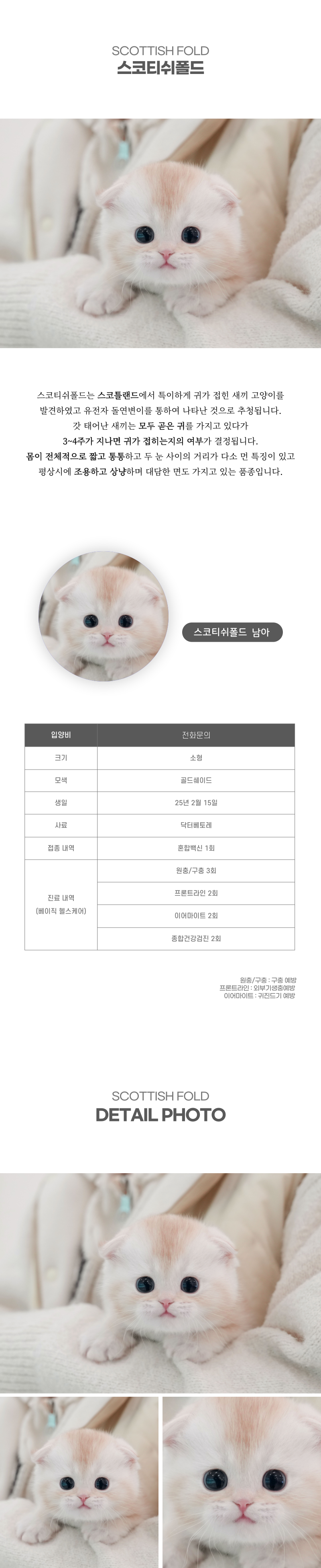 스코티쉬폴드_상세이미지_2