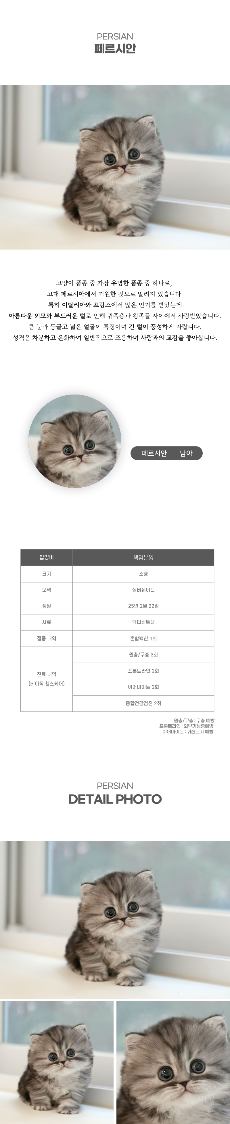 페르시안_상세이미지_2