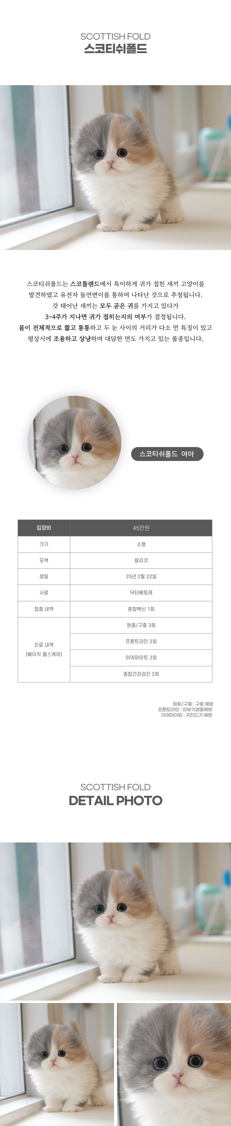 스코티쉬폴드_상세이미지_2
