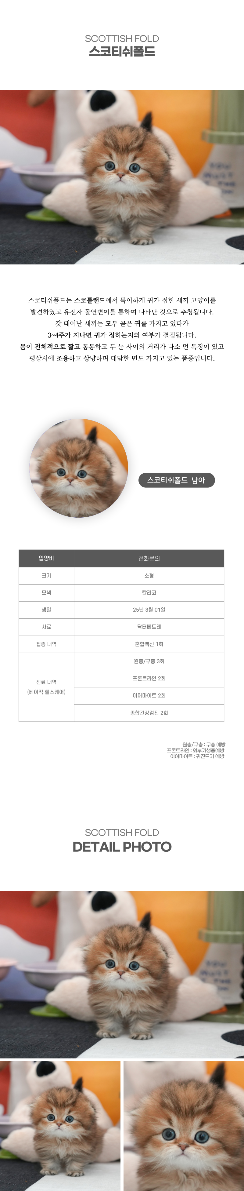 스코티쉬폴드_상세이미지_2