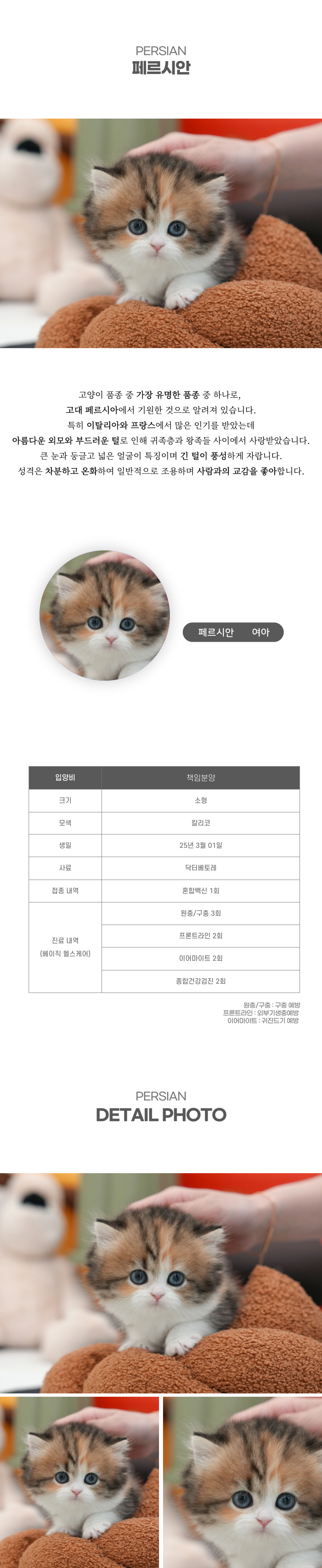 페르시안_상세이미지_2