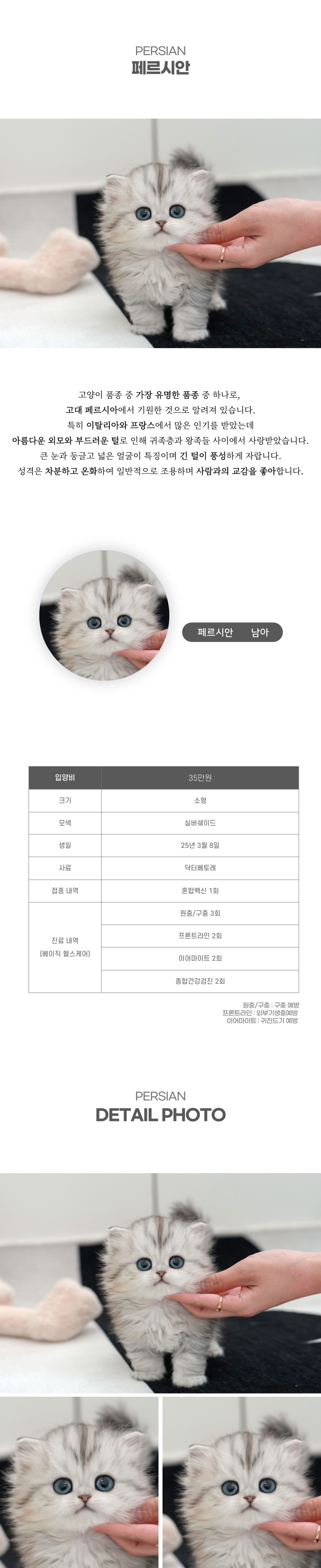 페르시안_상세이미지_2