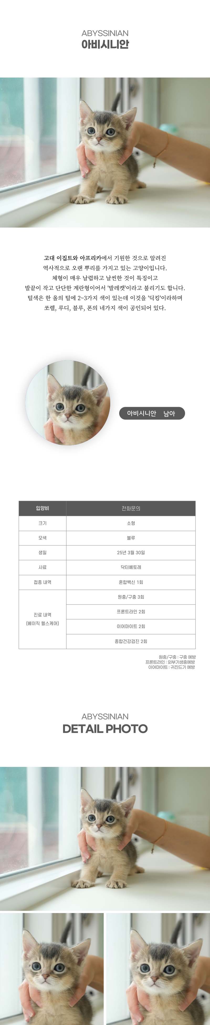 아비시니안_상세이미지_2
