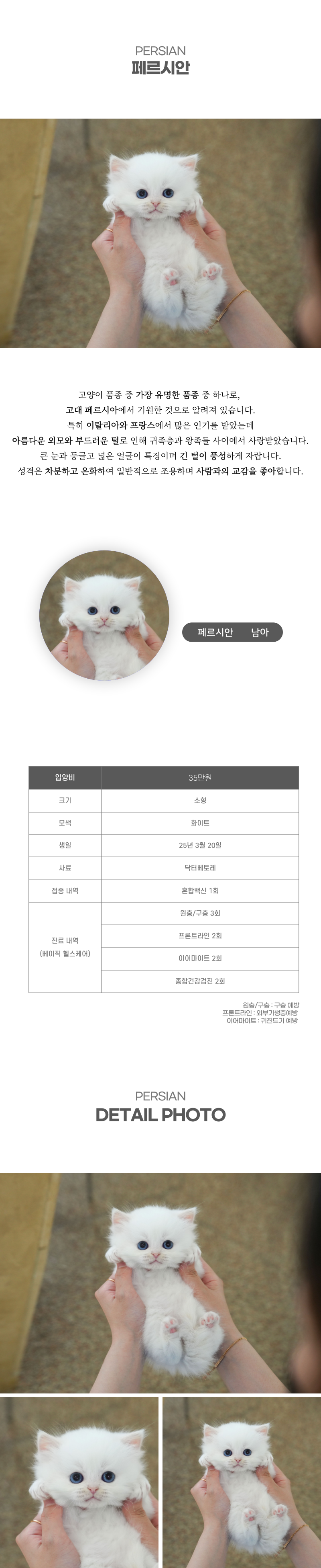 페르시안_상세이미지_2