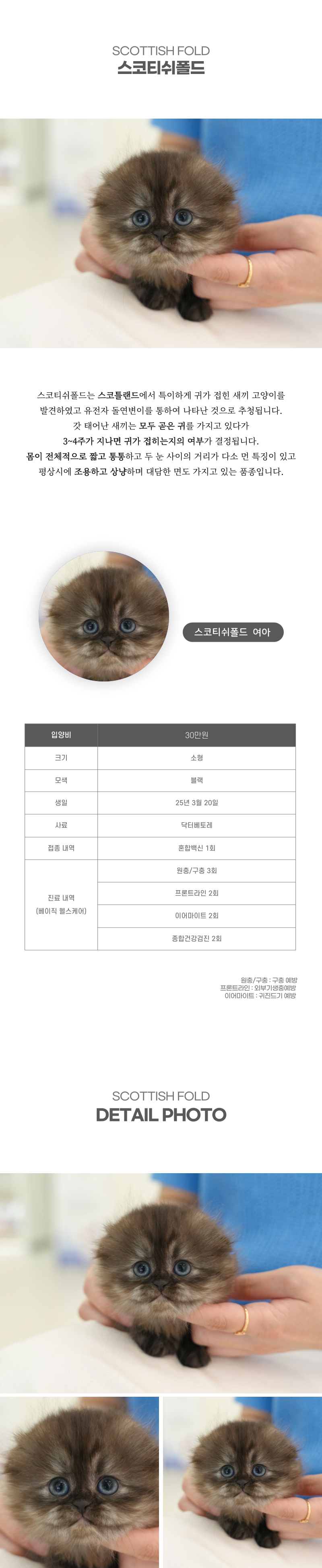 스코티쉬폴드_상세이미지_2