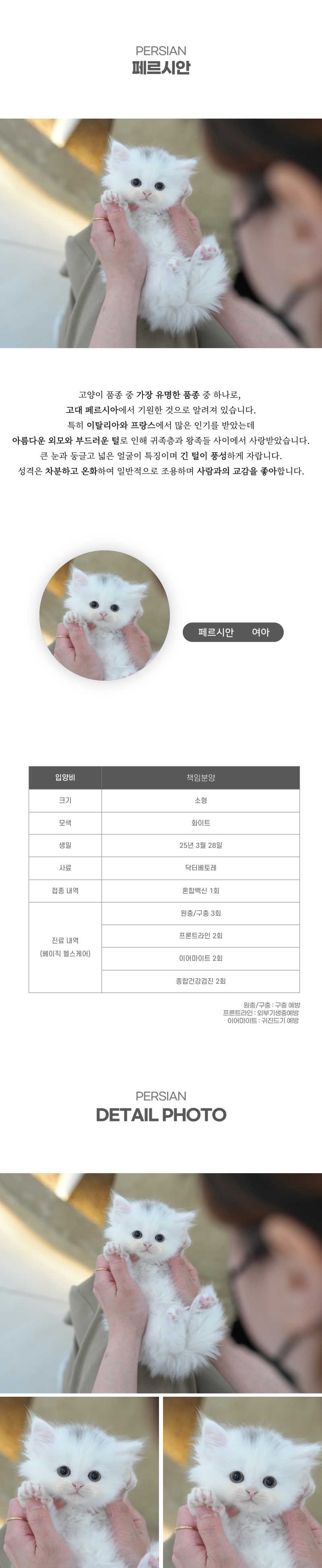 페르시안_상세이미지_2