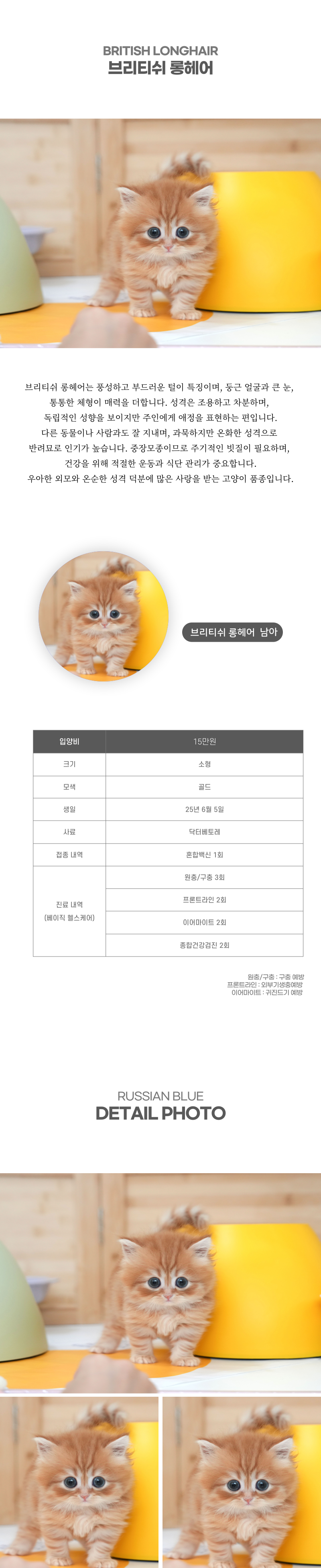 브리티쉬롱헤어_상세이미지_2
