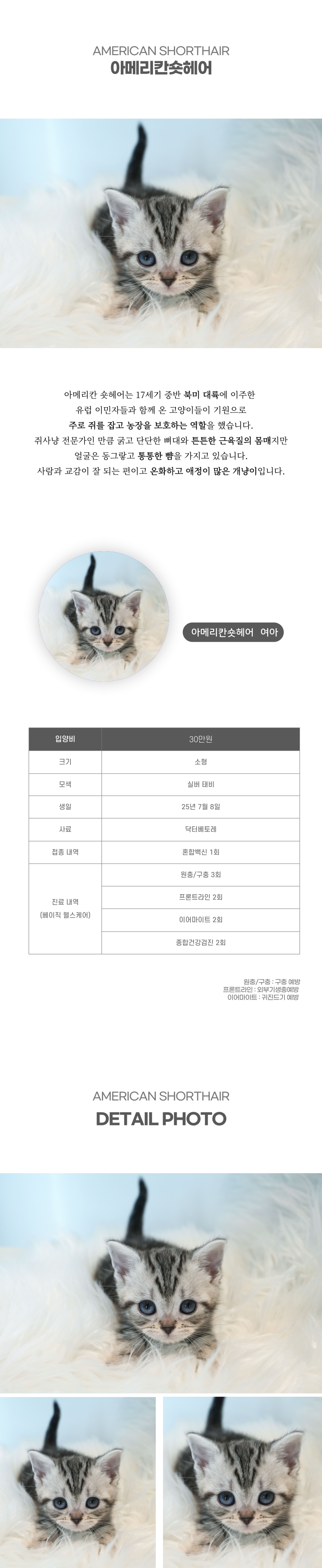 아메리칸숏헤어_상세이미지_2
