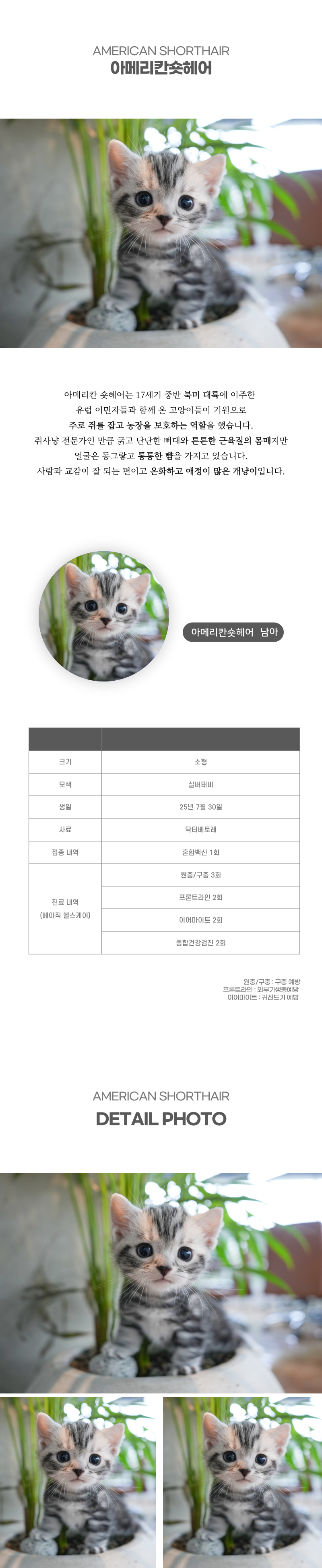 아메리칸숏헤어_상세이미지_2