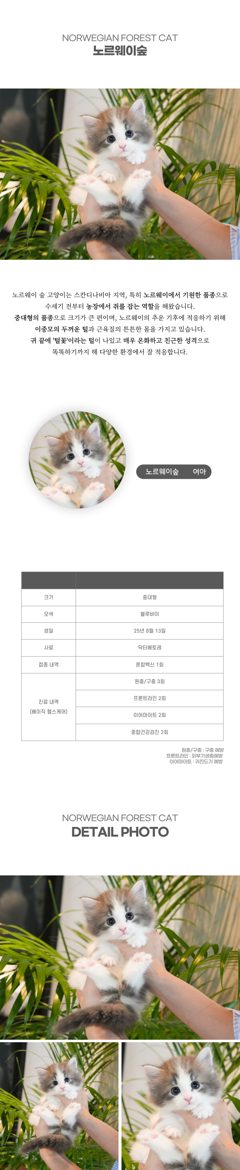 노르웨이숲_상세이미지_2