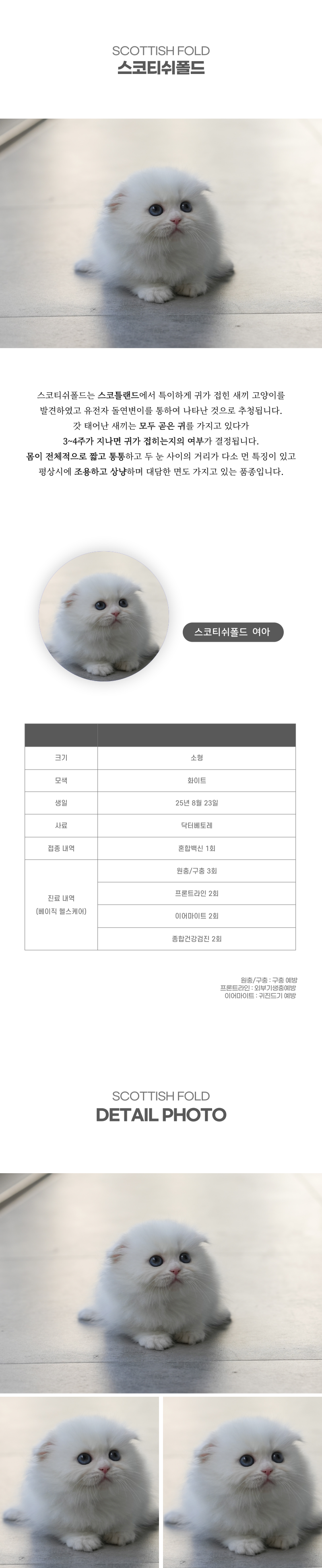 스코티쉬폴드_상세이미지_2