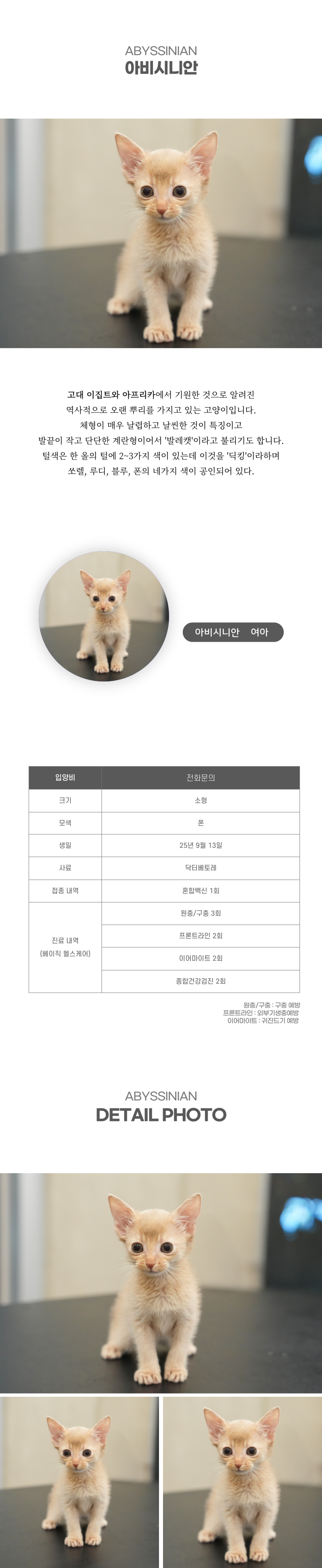 아비시니안_상세이미지_2