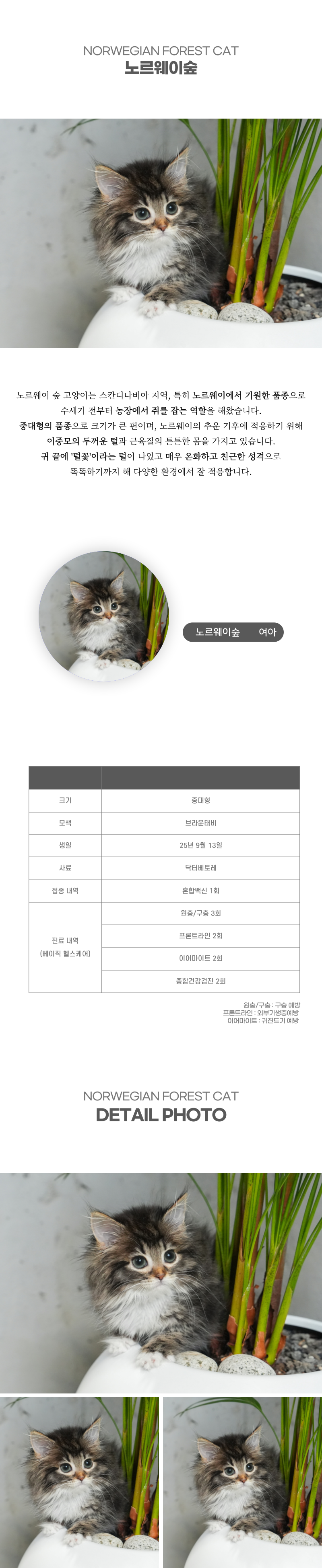 노르웨이숲_상세이미지_2