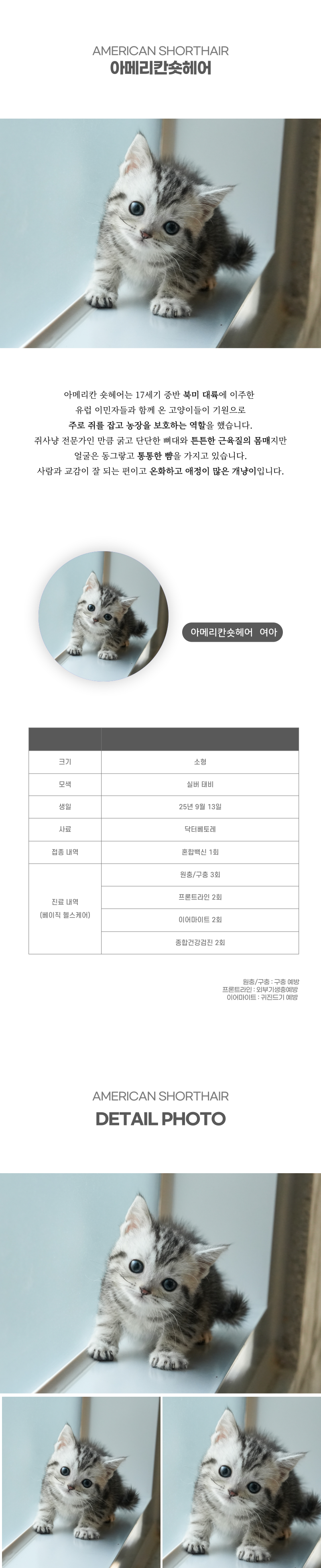 아메리칸숏헤어_상세이미지_2