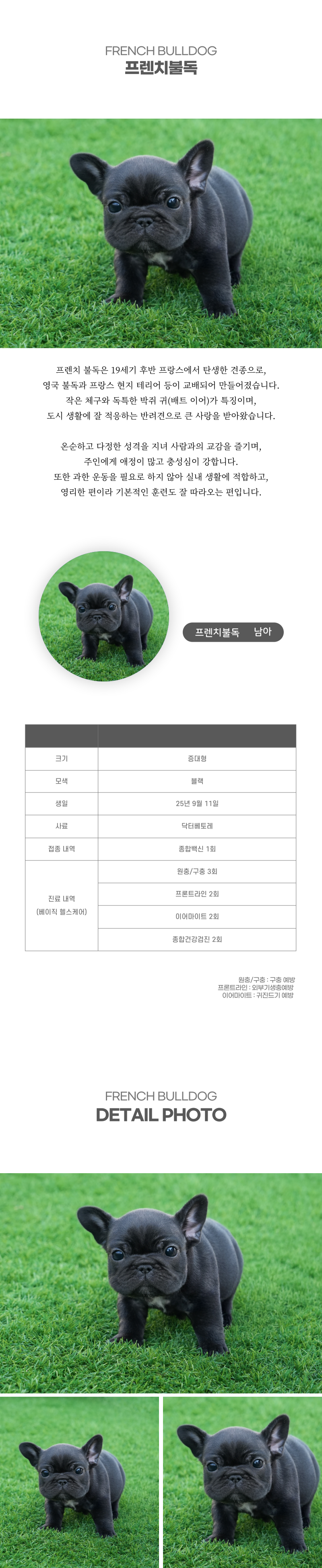 프렌치불독_상세이미지_2