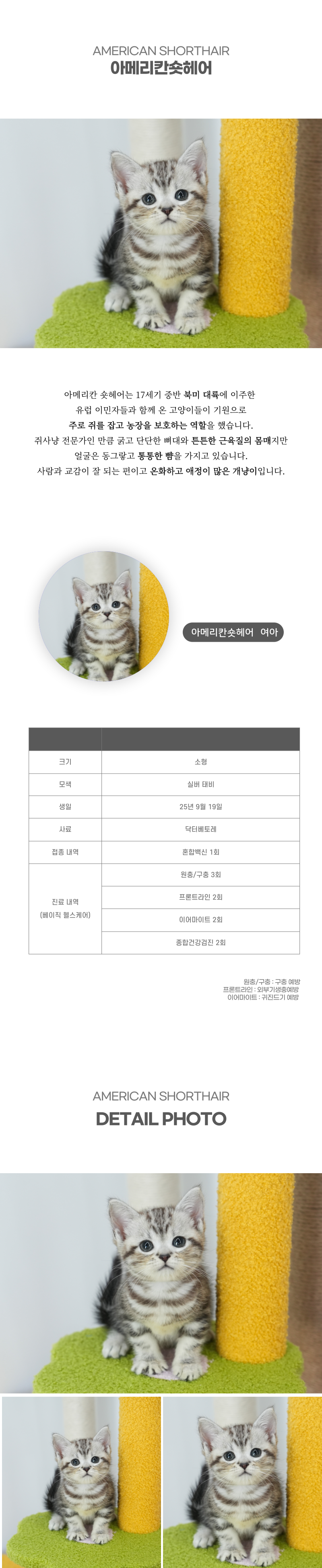 아메리칸숏헤어_상세이미지_2