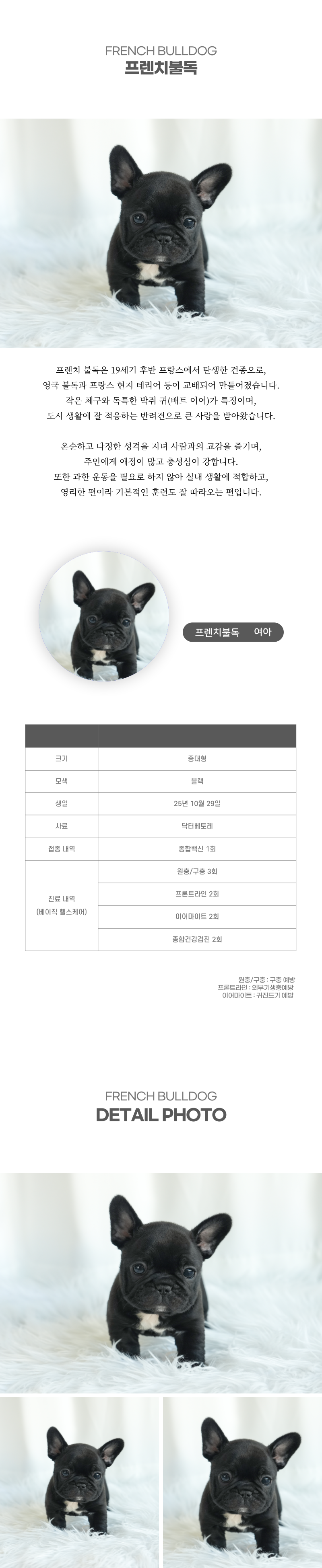 프렌치불독_상세이미지_2