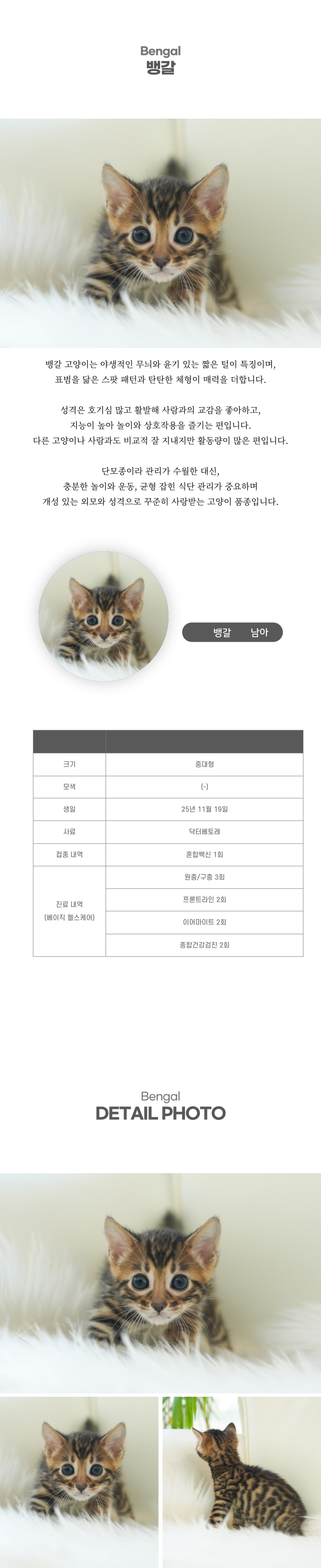 뱅갈_상세이미지_2
