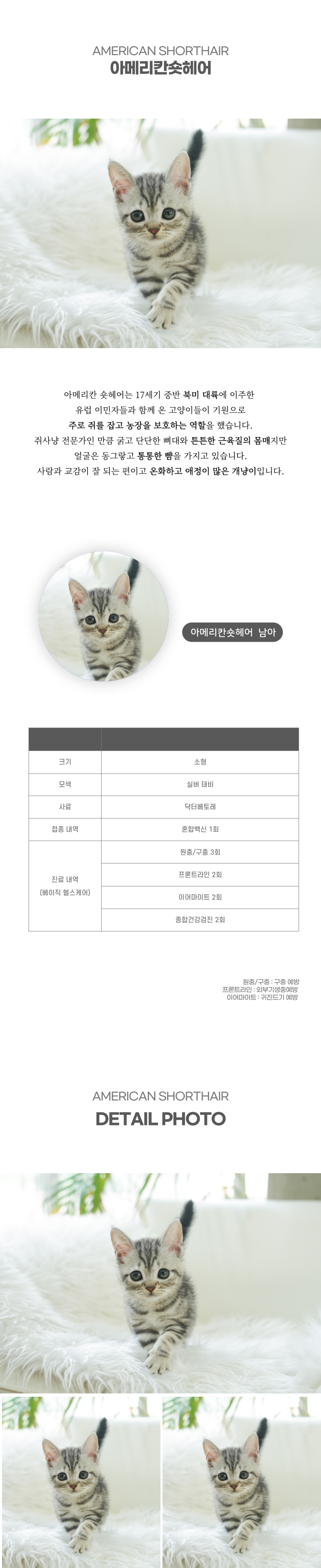 아메리칸숏헤어_상세이미지_2