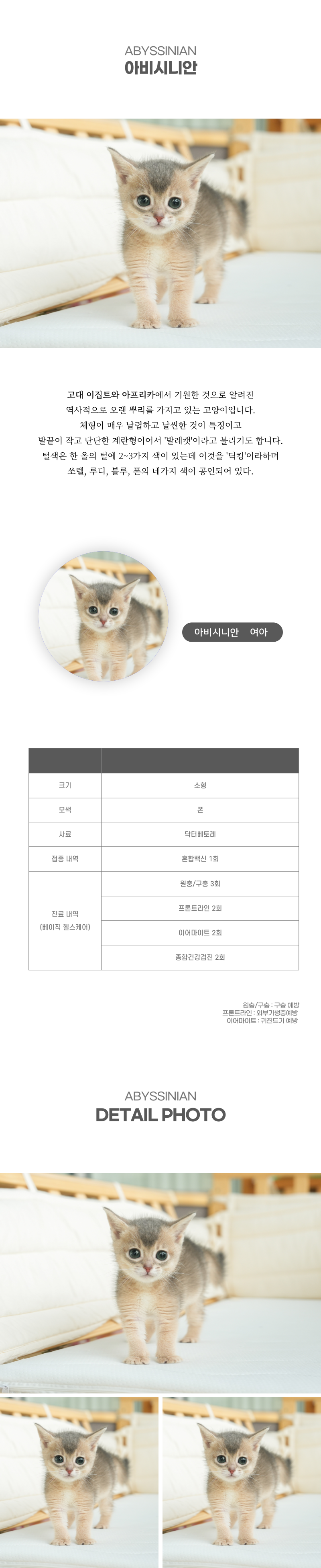 아비시니안_상세이미지_2