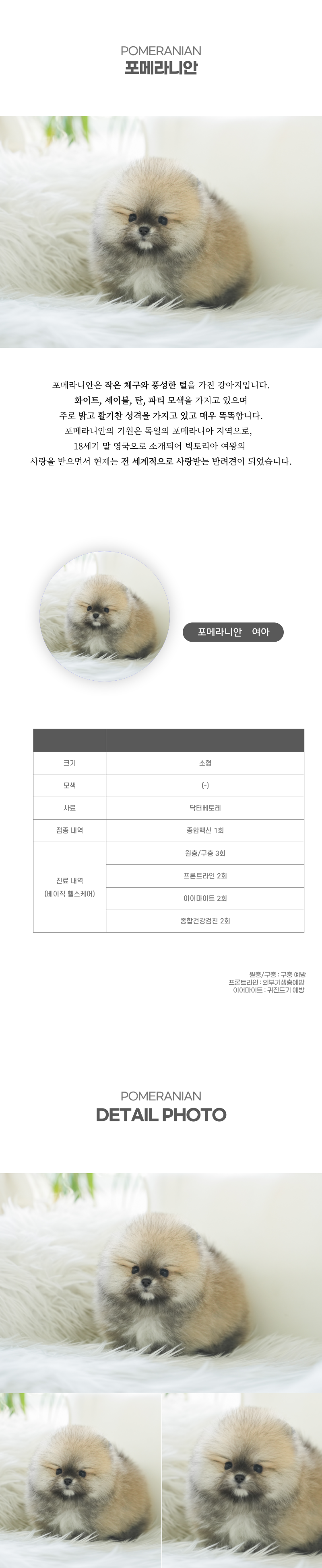 포메라니안_상세이미지_2