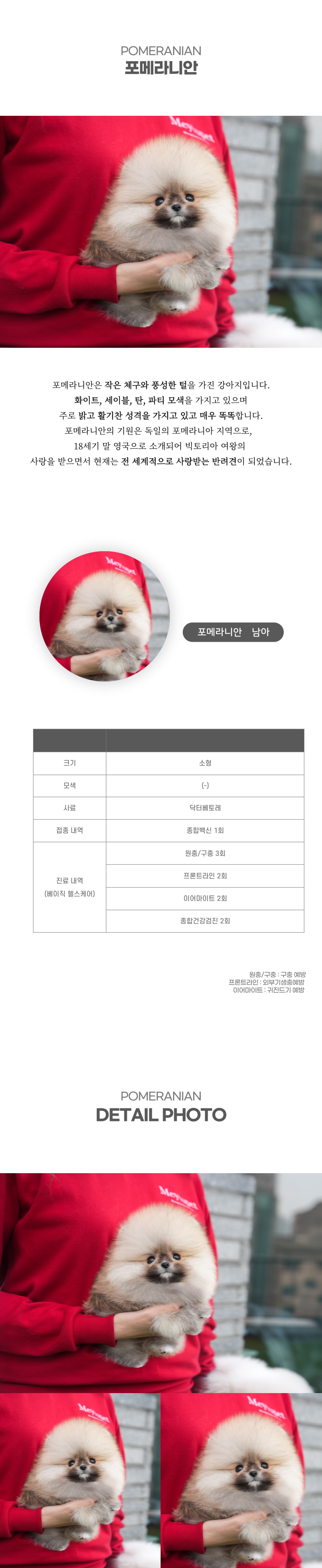 포메라니안_상세이미지_2