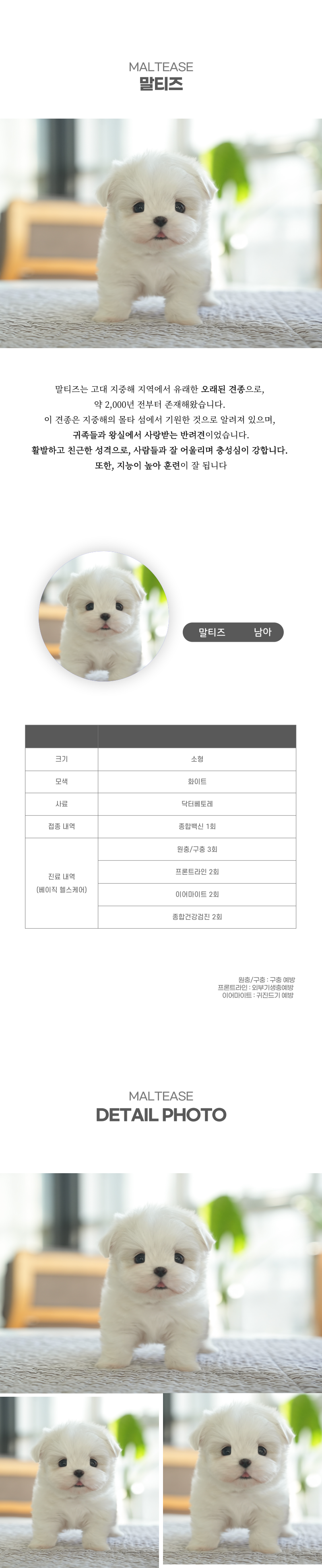 말티즈_상세이미지_2