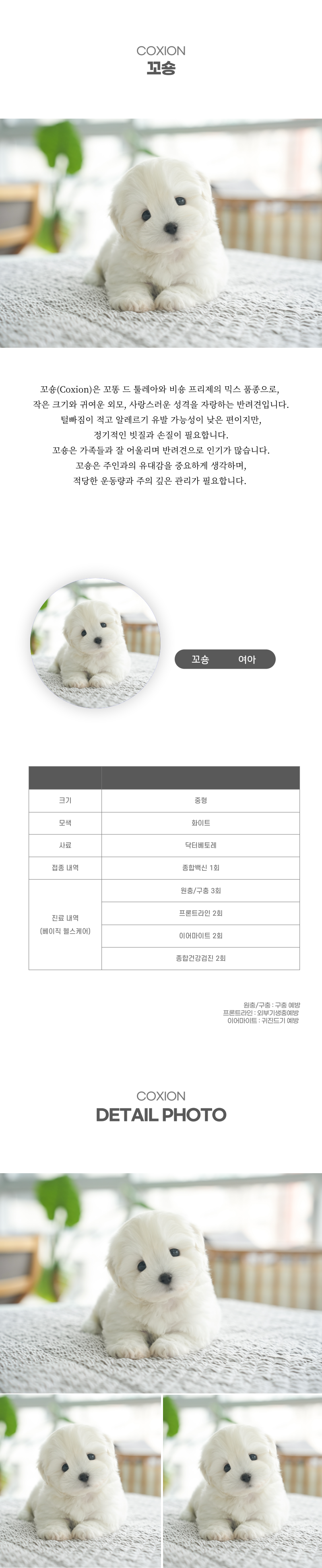 꼬숑_상세이미지_2