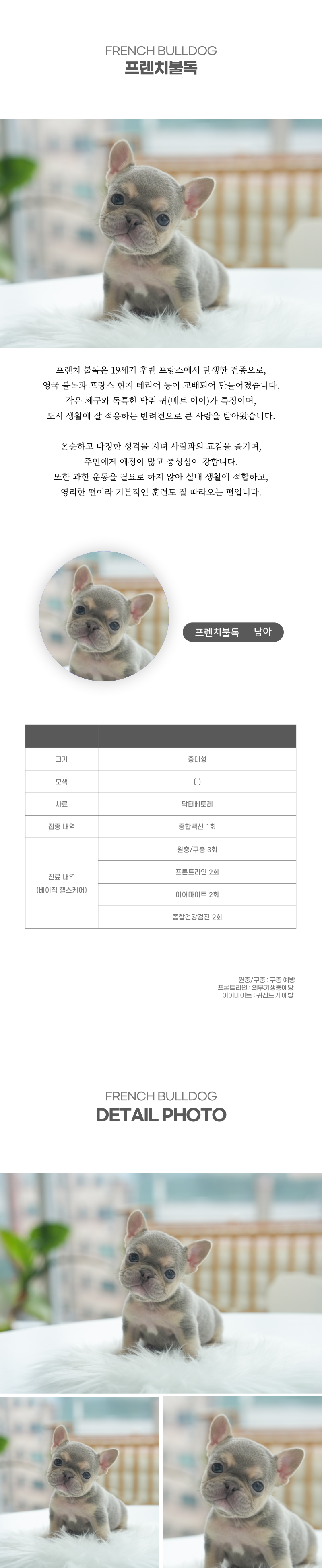 프렌치불독_상세이미지_2