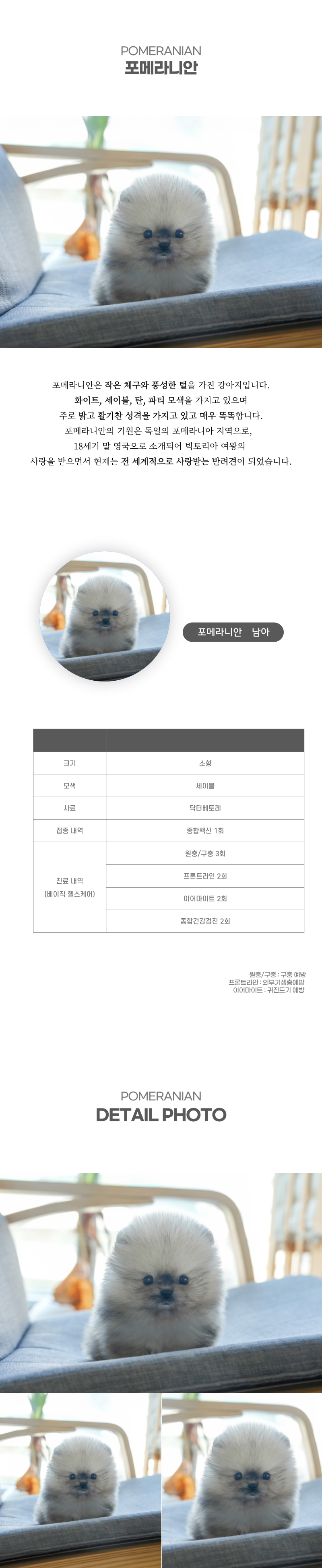포메라니안_상세이미지_2