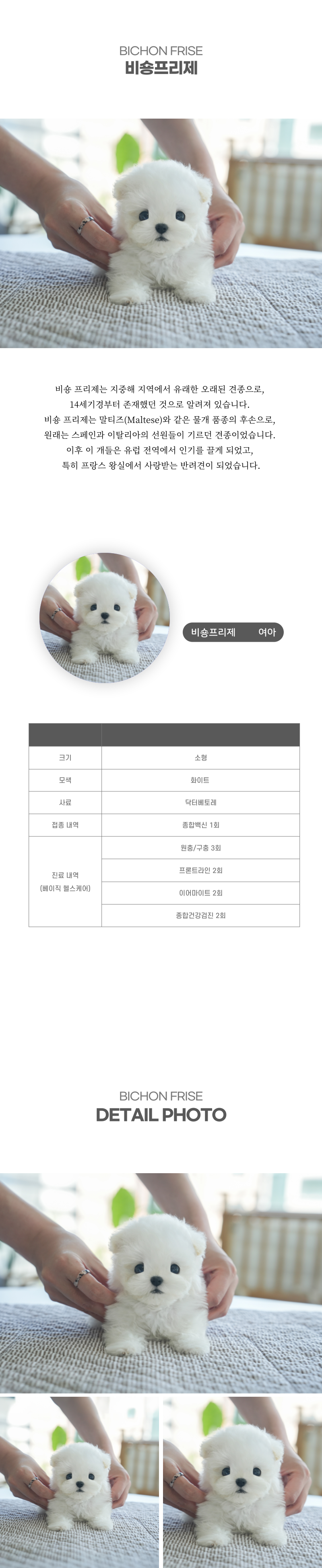 미니비숑_상세이미지_2