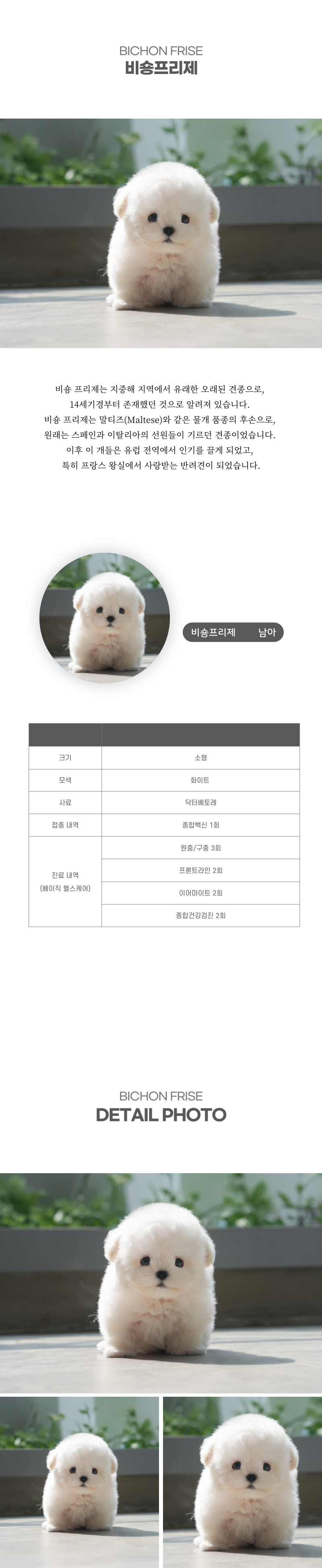 미니비숑_상세이미지_2
