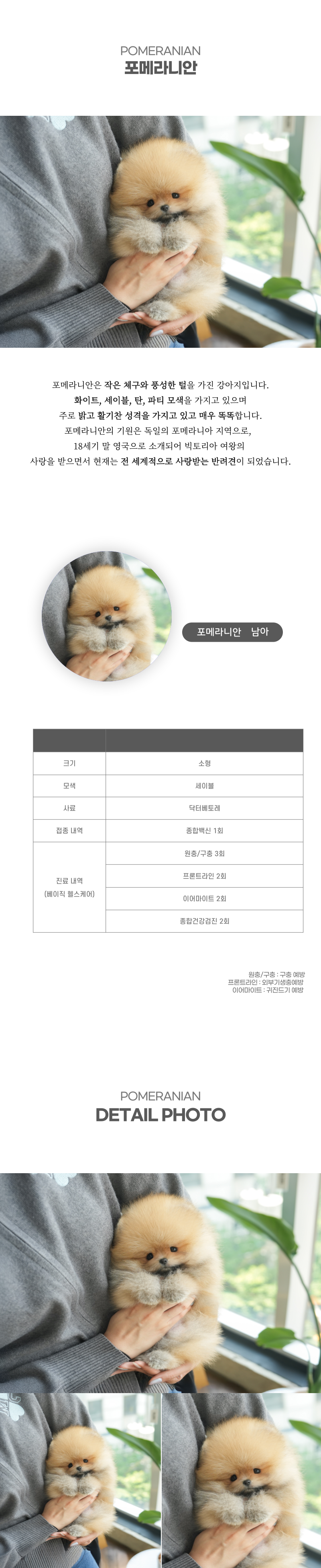 포메라니안_상세이미지_2