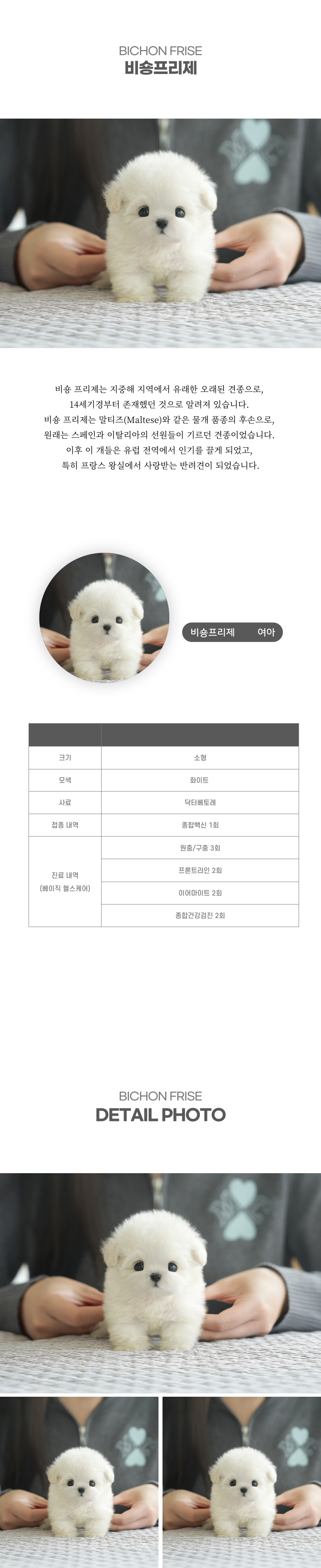 미니비숑_상세이미지_2