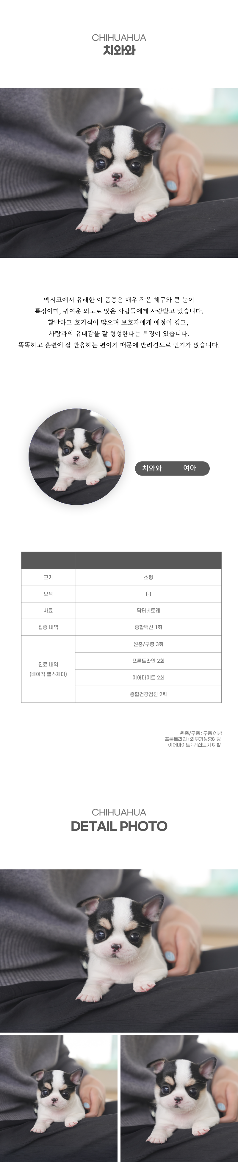 치와와_상세이미지_2