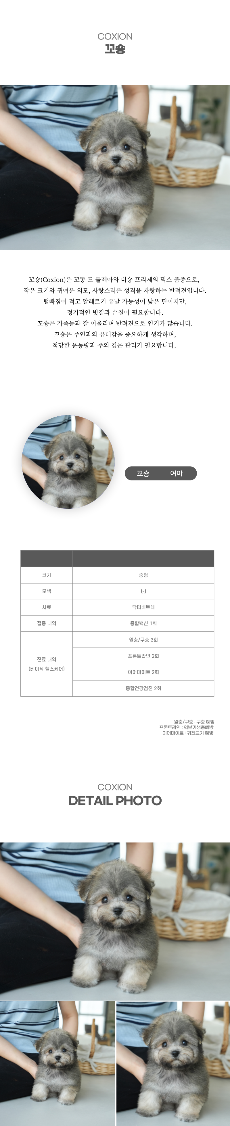 꼬숑_상세이미지_2