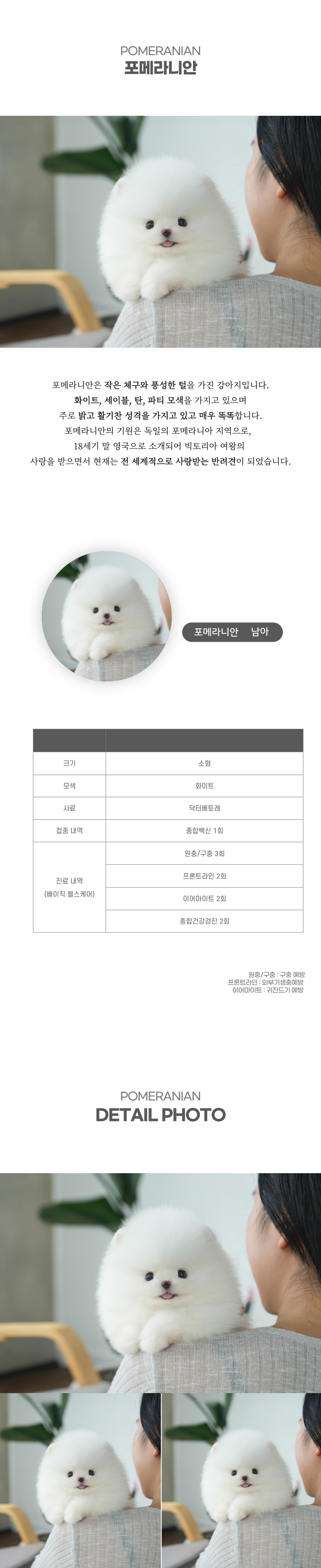 포메라니안_상세이미지_2