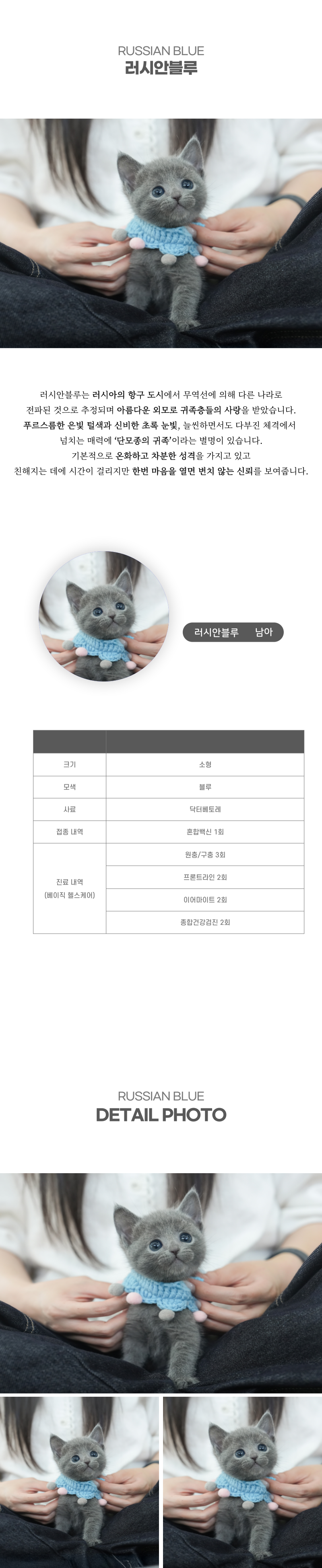 러시안블루_상세이미지_2