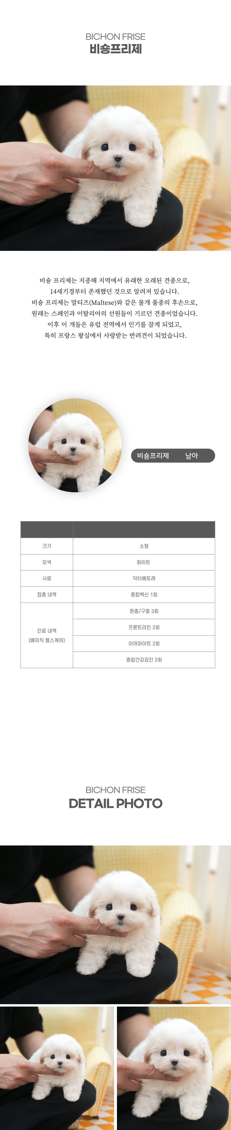 미니비숑_상세이미지_2