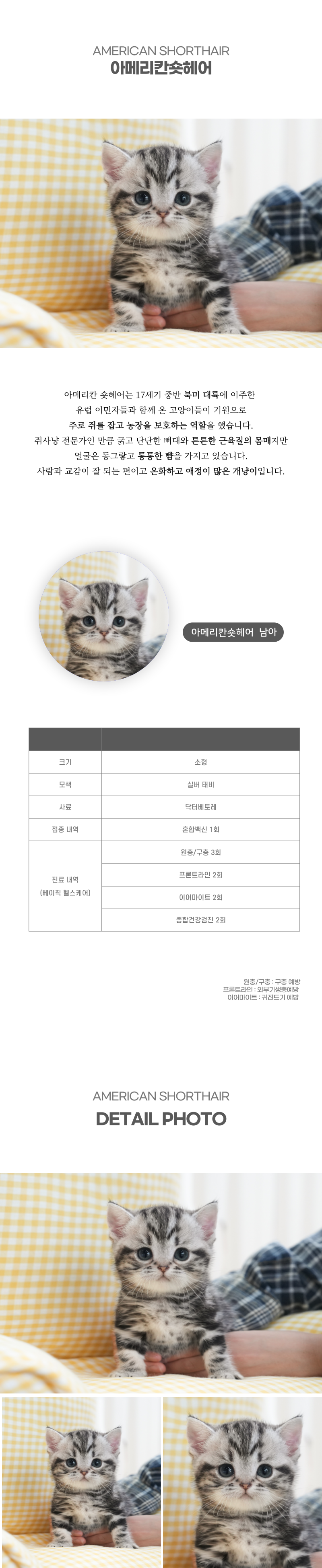 아메리칸숏헤어_상세이미지_2