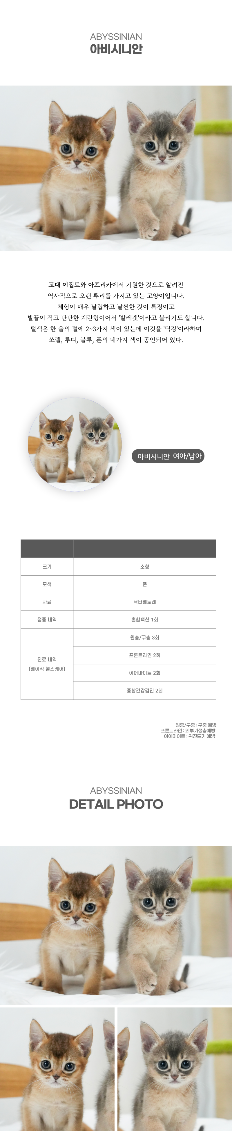 아비시니안_상세이미지_2