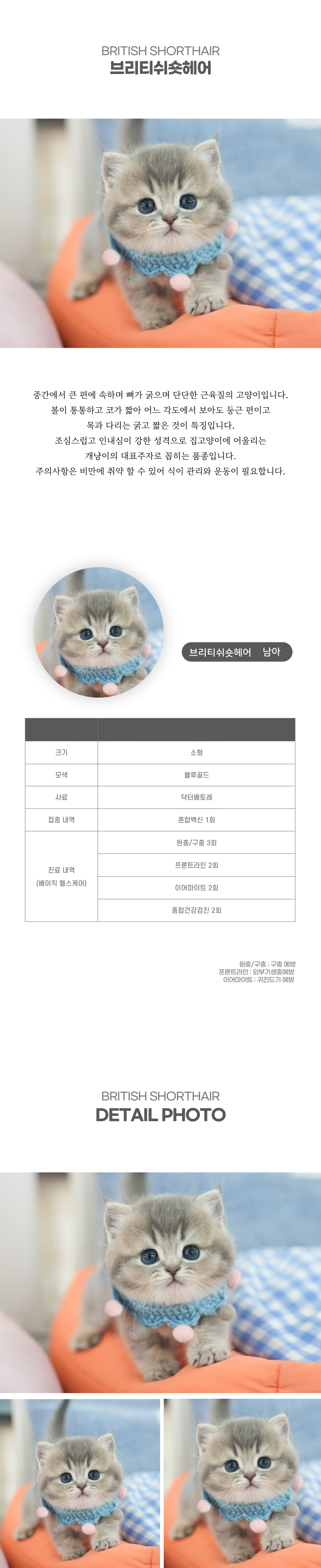 브리티쉬숏헤어_상세이미지_2