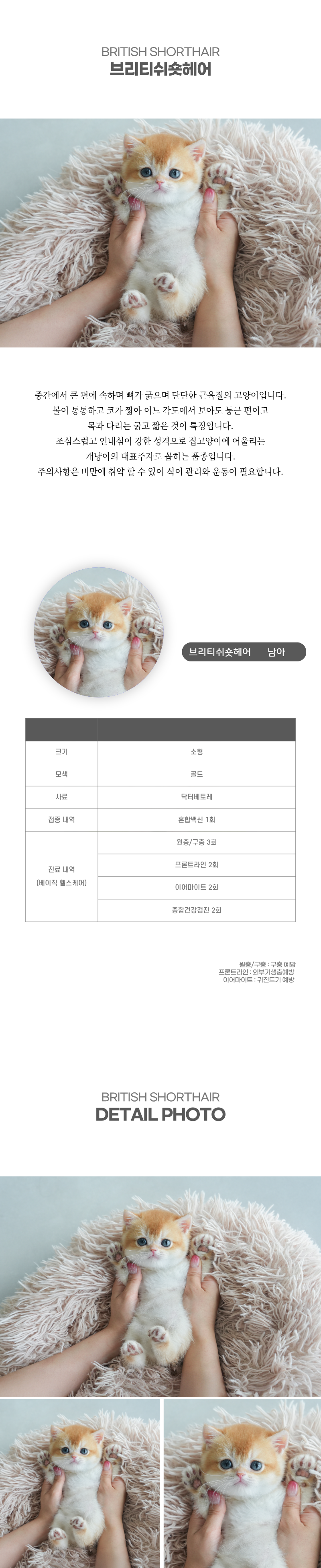 브리티쉬숏헤어_상세이미지_2
