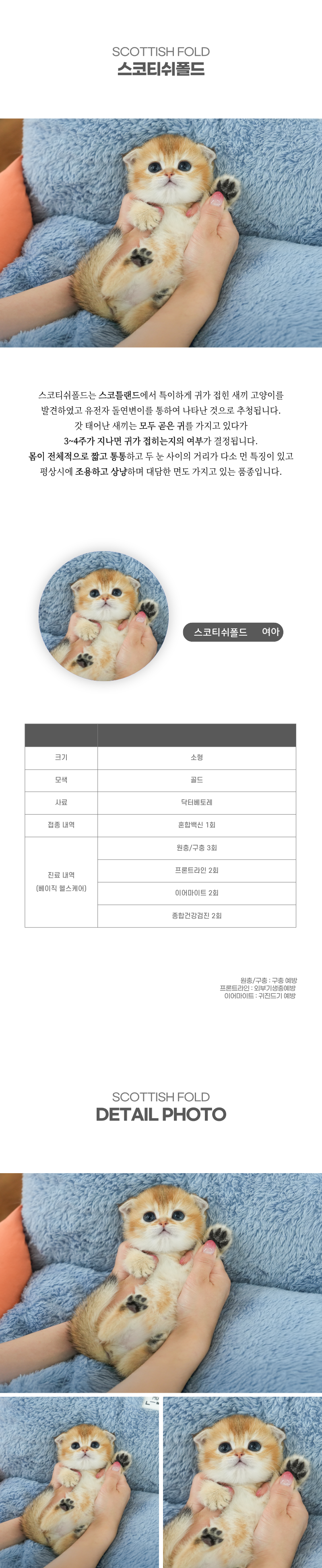 스코티쉬폴드_상세이미지_2