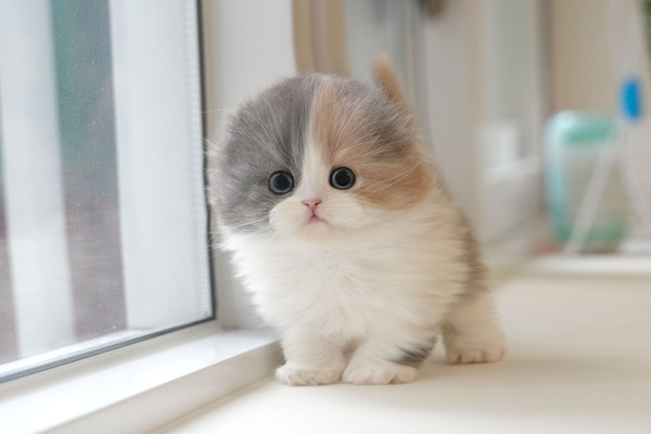 폴드_45_여_말괄냥이(15).jpg