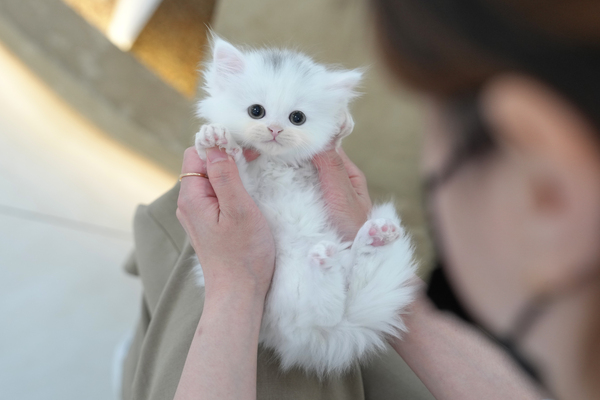 페르_무료_여_노블레스(9).jpg