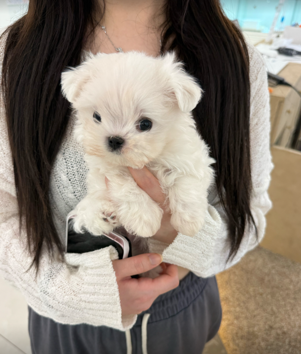 설탕이 보호자_상세페이지_1